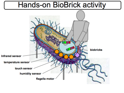 We use Bio Bricks (like lego bricks) to build biological systems