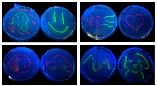 Fluorescent E.coli plates